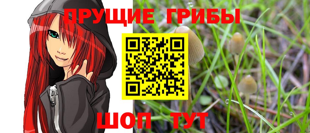 что такое наркотик  Вход с VPN  Сосновоборск  Галлюциногенные грибы Magic Shrooms  Галлюциногенные грибы мицелий 